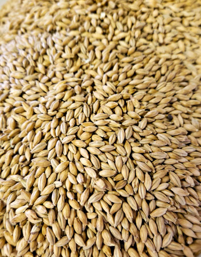 Recipe_Queen_Fermentables_media1