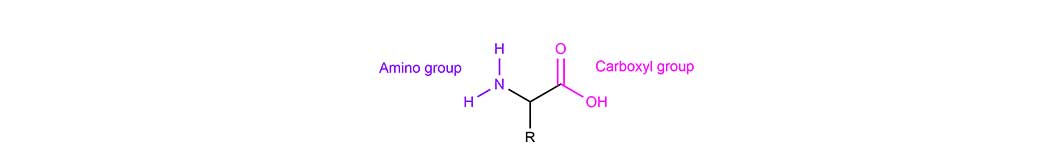 Molecular structure of an amino acid