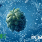 Vic Secret in a Cold IPA: MotlerHops Community Brew